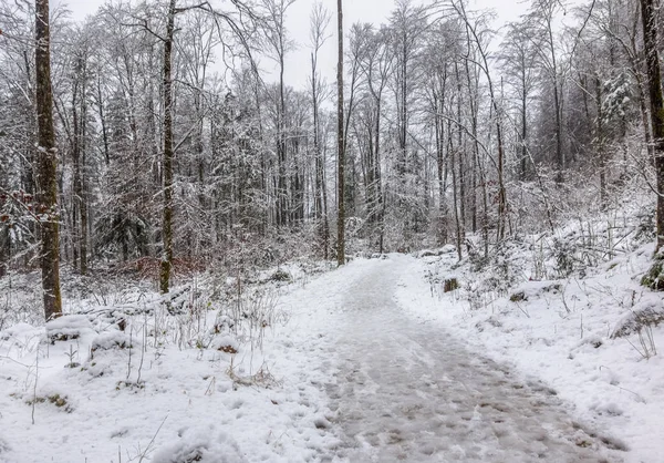 Waldweg zur Winterzeit — Stockfoto