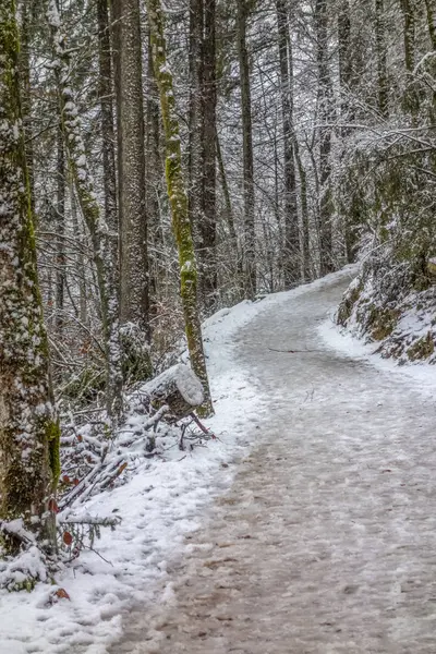 Forest path at winter time — Stock Photo, Image