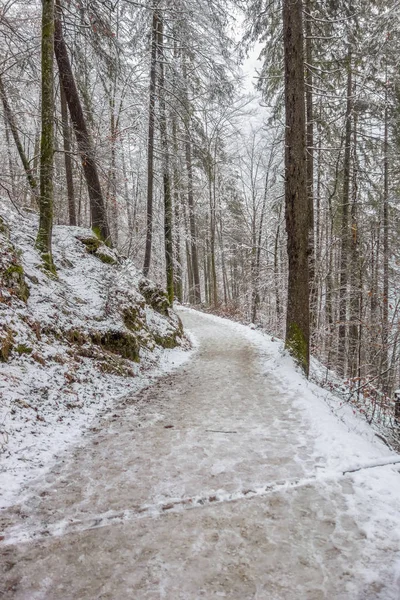 Caminho da floresta na hora de inverno — Fotografia de Stock