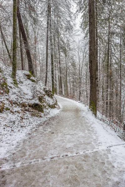 Bospad in de winter — Stockfoto