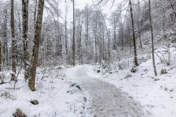 Sendero forestal en invierno — Foto de Stock