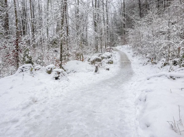 เส้นทางป่าในฤดูหนาว — ภาพถ่ายสต็อก