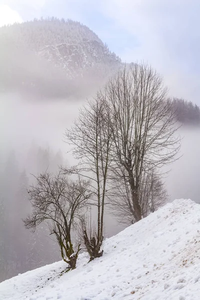 Баварские зимние пейзажи — стоковое фото