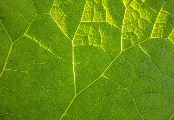 Zielony liść detal — Zdjęcie stockowe
