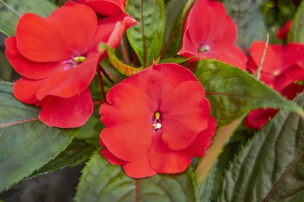 Red flowers — Stock Photo, Image