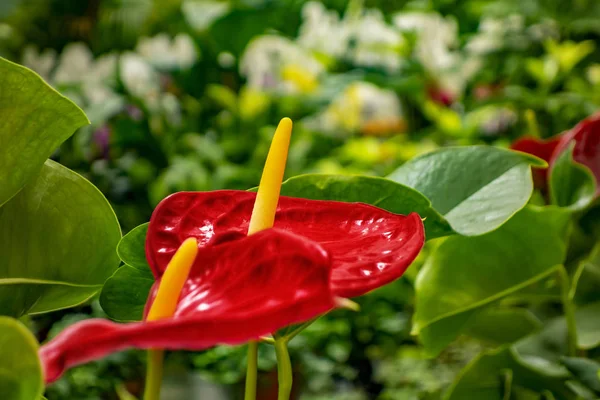 Flamingo flor — Fotografia de Stock