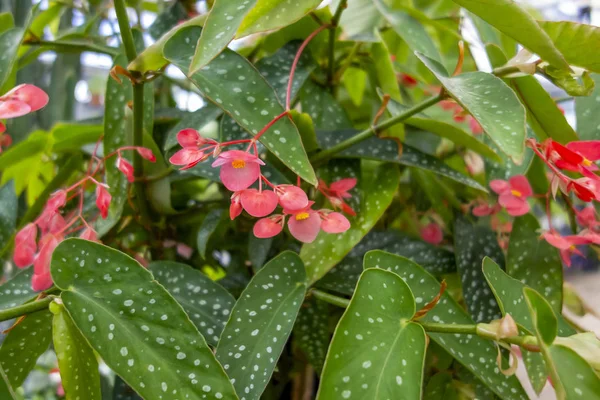 Flores rojas — Foto de Stock