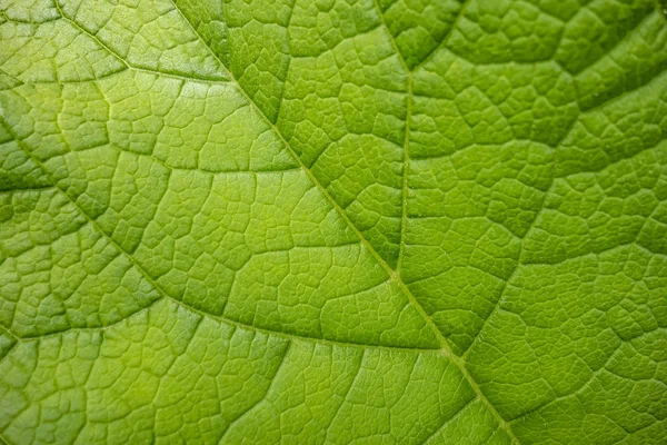 Detalle hoja verde — Foto de Stock