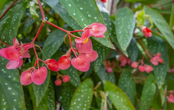 Flores rojas — Foto de Stock