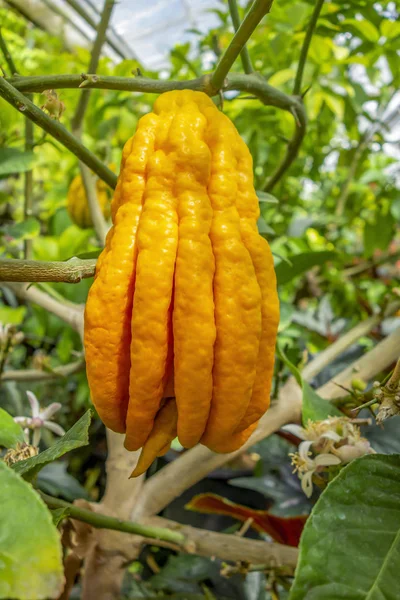 Fingered citron fruit — Stock Photo, Image