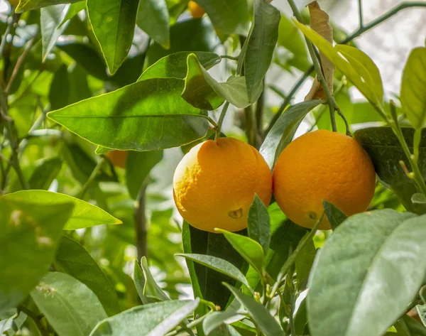 Frutos de laranja — Fotografia de Stock