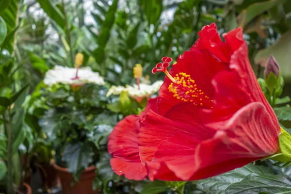 Flor roja — Foto de Stock