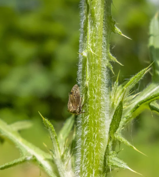 Brown leafhopper — Stock Photo, Image