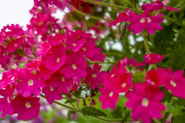 Flores rojas — Foto de Stock