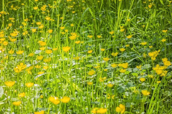 ワイルドフラワーの草原 — ストック写真