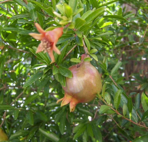 Pomegranate closeup — Stock Photo, Image