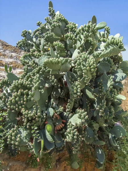 Opuntia kaktusowa — Zdjęcie stockowe