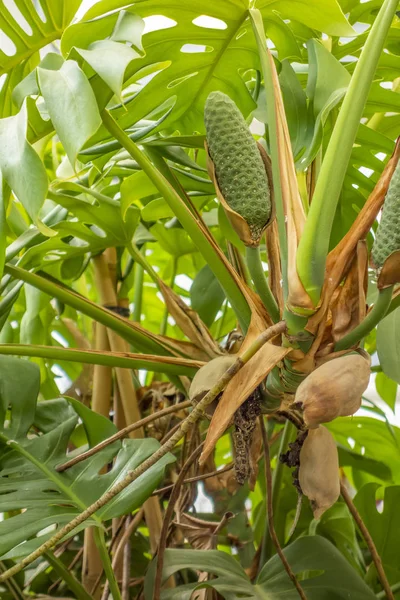 Monstera deliciosa com fruta — Fotografia de Stock