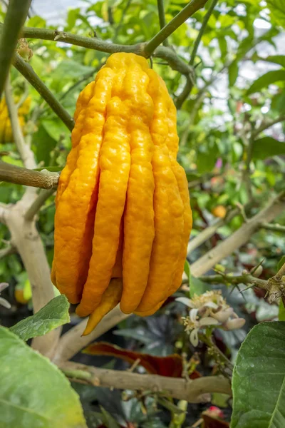 Fingered citron fruit — Stock Photo, Image