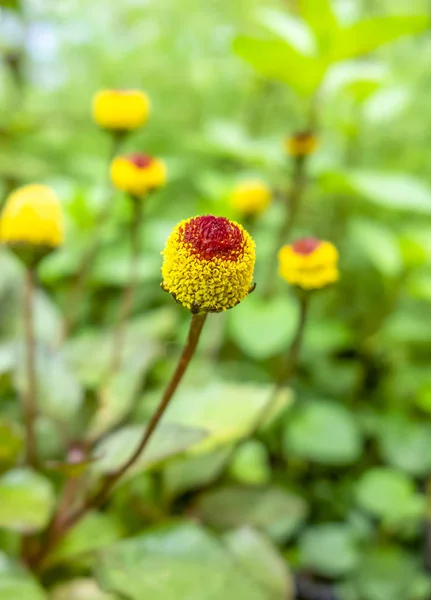 パラクレスの花の頭 — ストック写真
