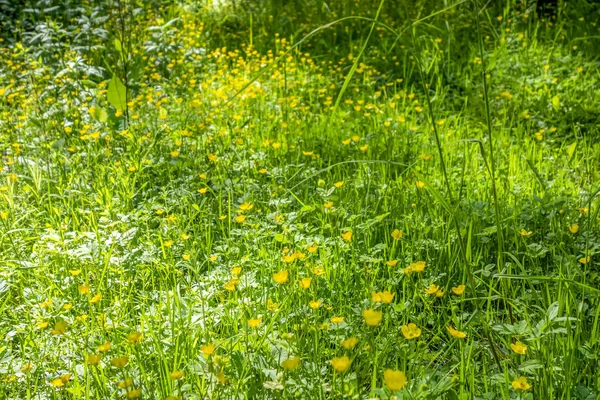 Wildflower łąka — Zdjęcie stockowe