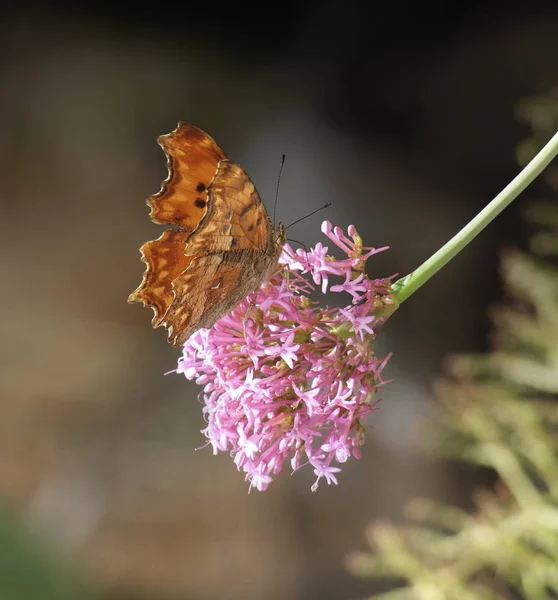 Комма-бабочка — стоковое фото