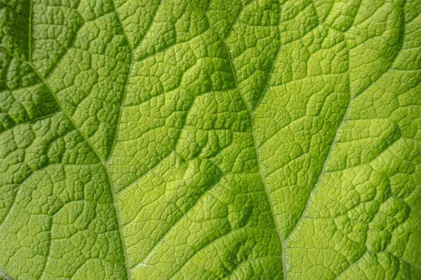 Detalhe folha verde — Fotografia de Stock