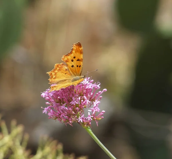 Comma butterfly — Stock Photo, Image