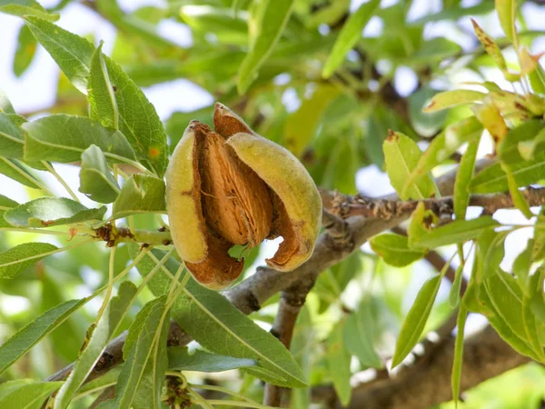 Almond fruit — Stock Photo, Image
