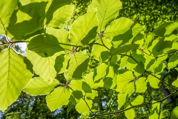 Green foliage detail — Stock Photo, Image