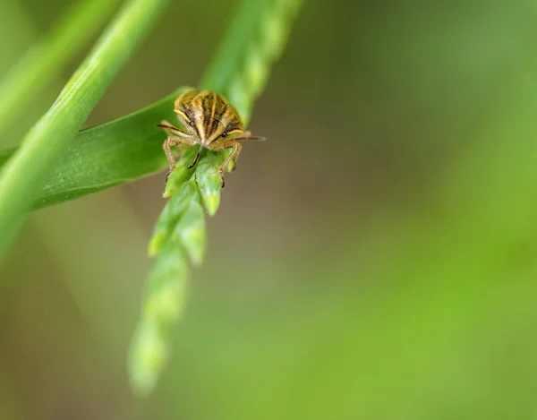 Beetle portre — Stok fotoğraf