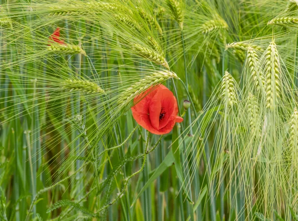 Barley and corn poppy — Stock Photo, Image