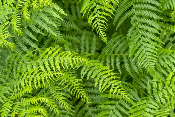 Plantas de samambaia close-up — Fotografia de Stock