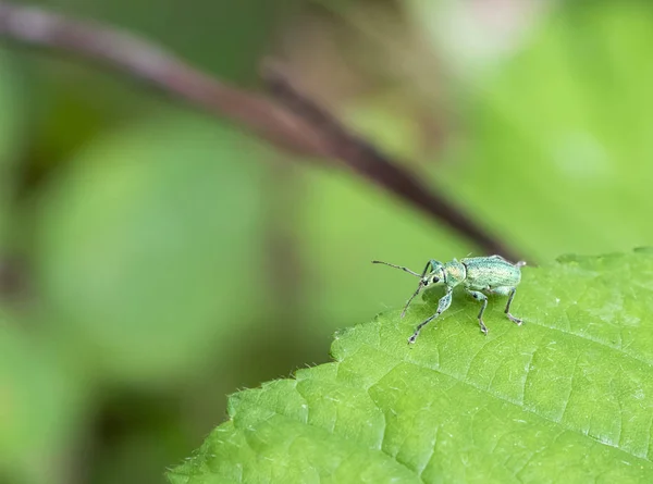 Pokrzywy Weevil — Zdjęcie stockowe