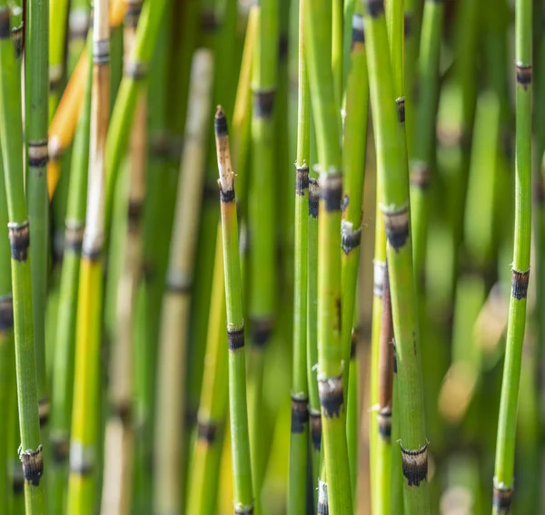 Equisetum closeup — Stock Photo, Image