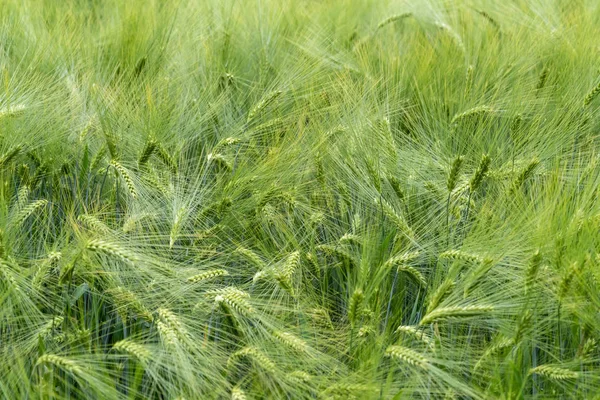 Barley closeup — Stock Photo, Image