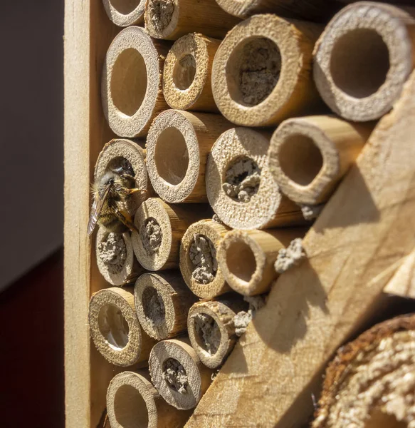 Hotel de insectos y abejas silvestres — Foto de Stock