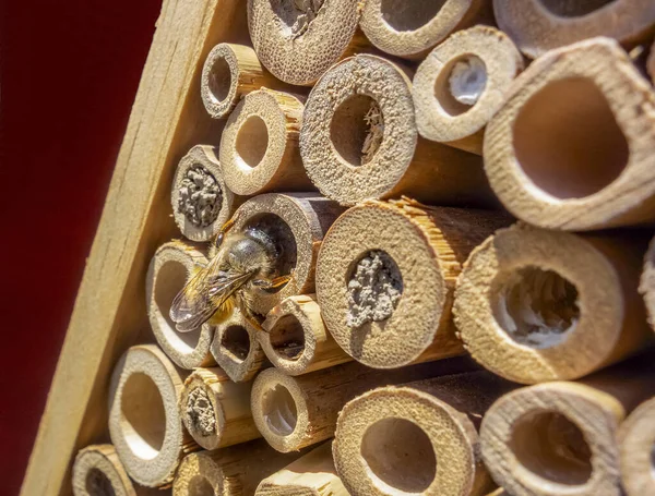 Insect hotel and wild bee — Stock Photo, Image