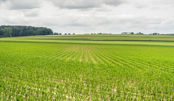 Ländliche Landschaft im Hohenlohekreis — Stockfoto