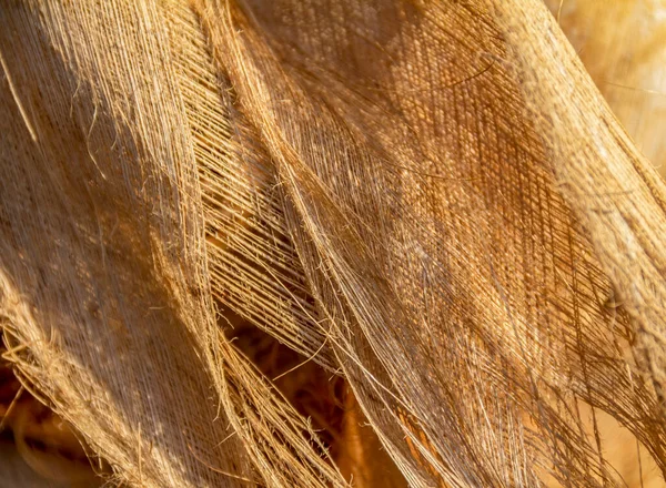 Full Frame Closeup Shot Showing Some Fissured Plant Tissue — Stock Photo, Image