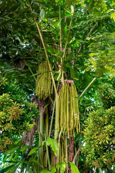 Sapful Verde Paisagem Vegetação Selva — Fotografia de Stock