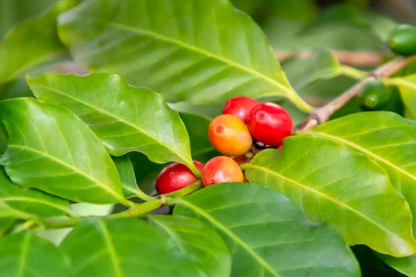Coffea Plant Closeup Including Some Red Coffee Beans — Stock Photo, Image