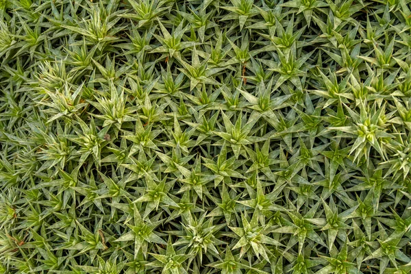 Full Frame Closeup Shot Showing Dense Ground Cover Vegetation — Stock Photo, Image