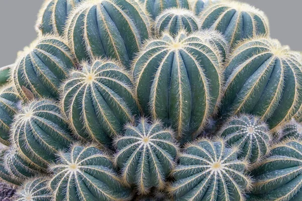 Hustá Modrá Kaktusy Detailní Záběr — Stock fotografie