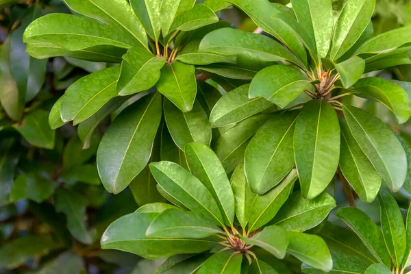 Full Frame Green Leaved Plant Closeup — Stock Photo, Image