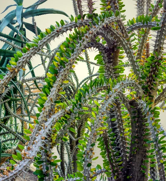 Primo Piano Una Pianta Succulenta Appuntita — Foto Stock