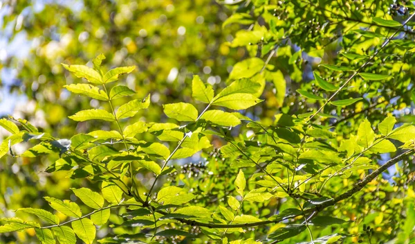 Sunny Illuminated Translucent Green Leaves Natural Back — Stock Photo, Image