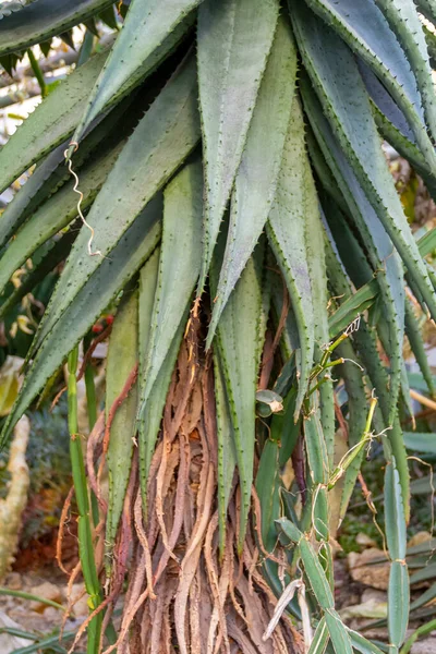 Stachelige Hoch Gewachsene Agave Pflanze Nahaufnahme — Stockfoto