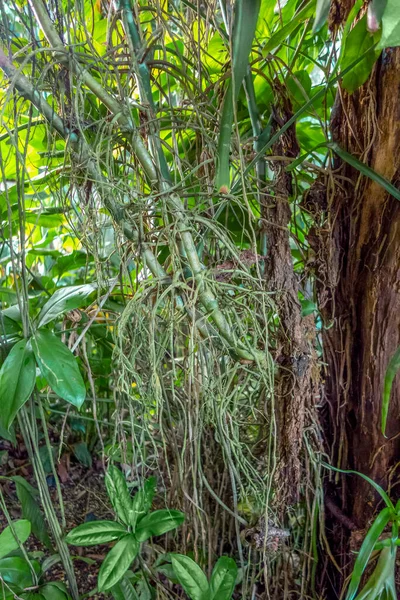 Saftig Grön Djungel Vegetation Landskap — Stockfoto