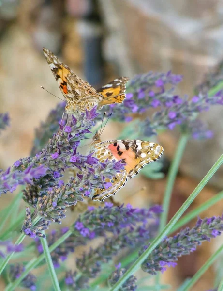 Dva Malovaní Motýli Levandulových Květinách — Stock fotografie